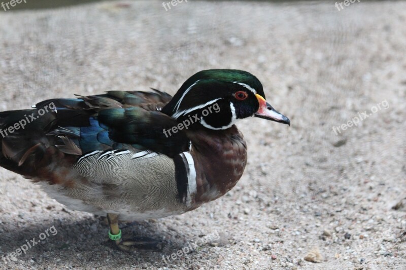 Wood Duck Karolinka Duck Aix Sponsa Waterfowl