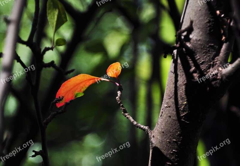 Red Leaves Autumn Sunshine The Mottled Shade