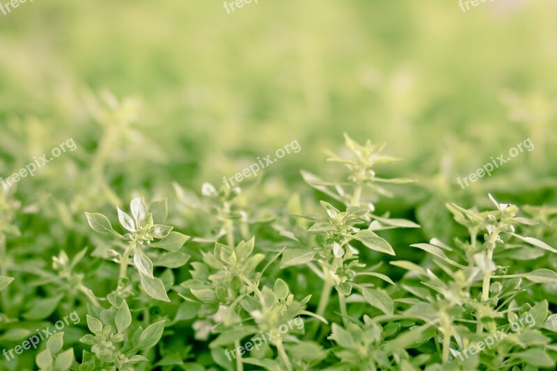 Herbs Market Nature Fresh Organic