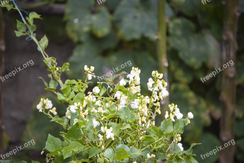 Field Hummingbird Nature Pollen Flower