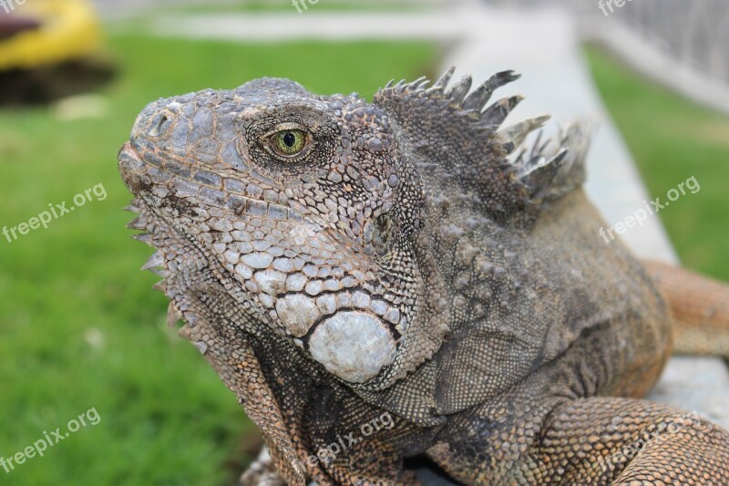 Iguana Ecuador Galápagos Travel Leaf