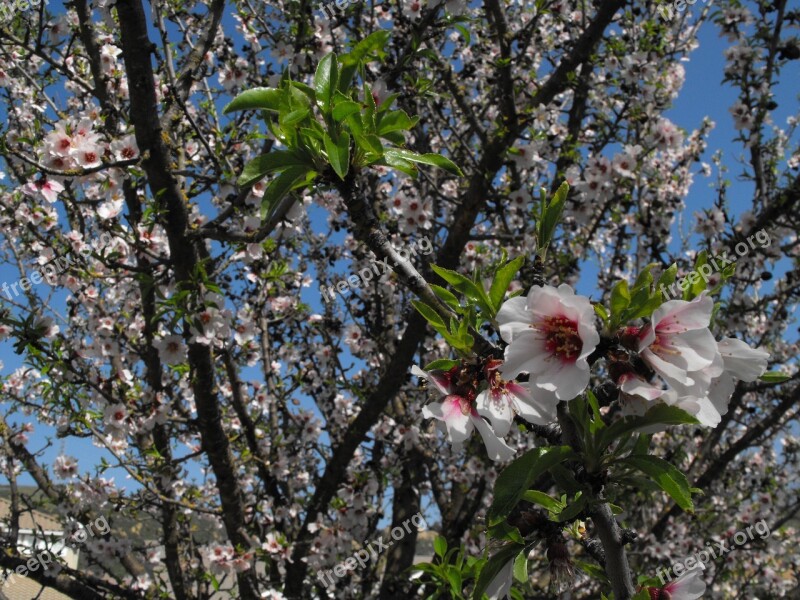 Blossoms Flowers Tree Spring Nature