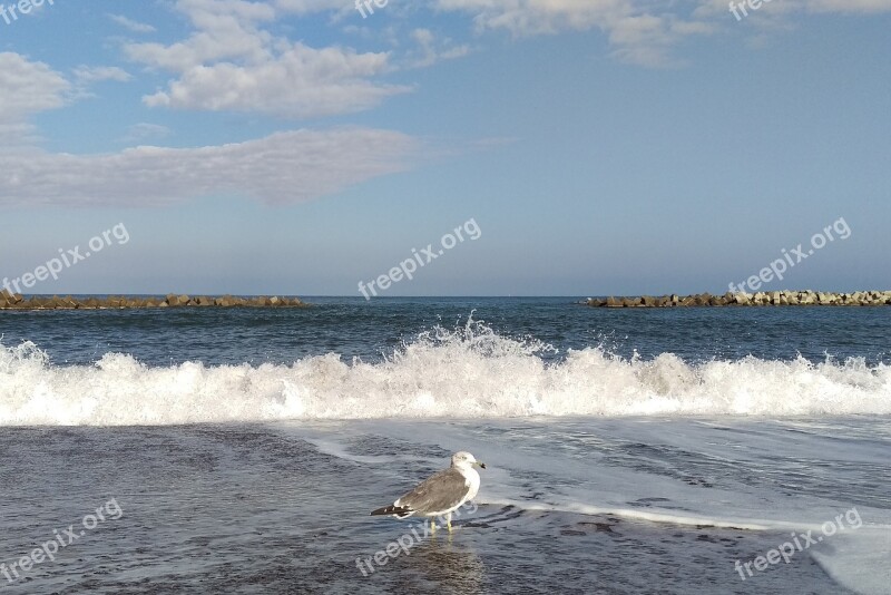 Wave Beach Sea Sea Gull Seagull