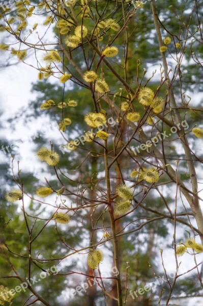 Spring Forest Nature Flowers Trees