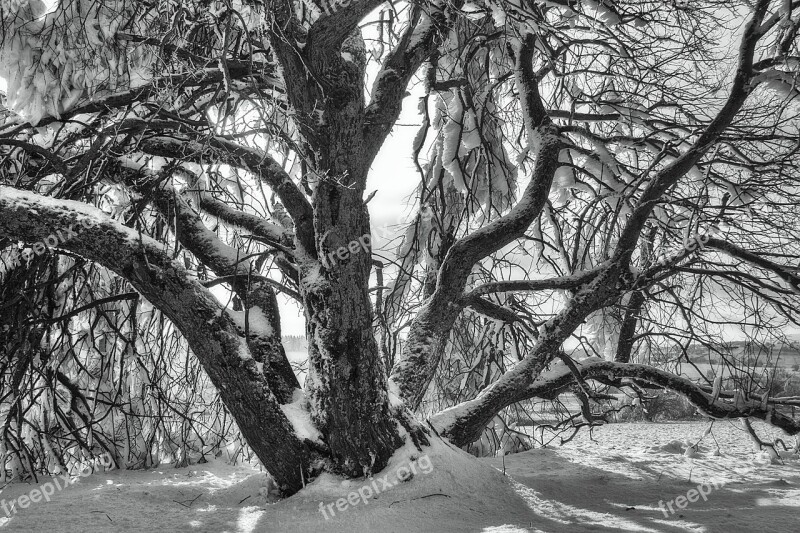 Sw Winter Snow Wintry Hochrhoen