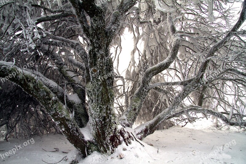 Winter Snow Wintry Hochrhoen Wasserkuppe