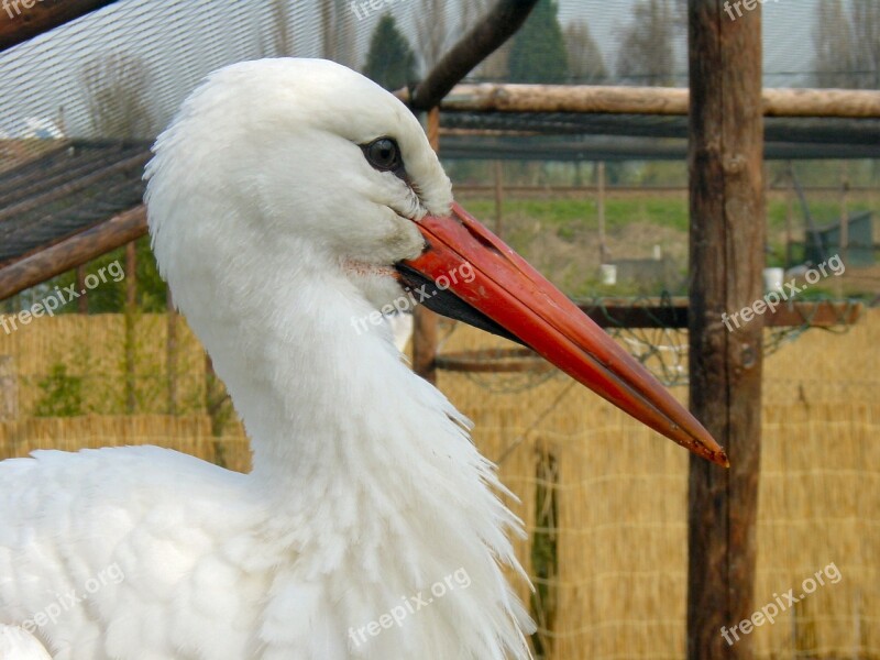 Stork Bird Animal Nature Free Photos