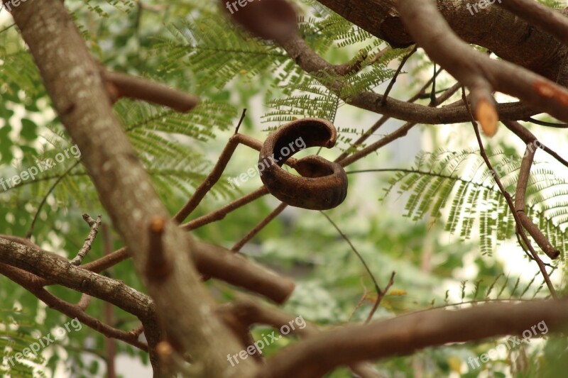 Seed Tree Plant Nature Free Photos