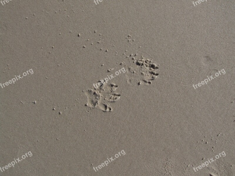 Paw Print Pfotenabdruck Sand Paw Dog Paw Tracks In The Sand