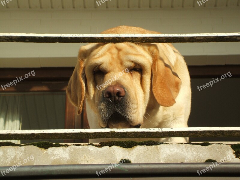 Labrador Portrait Retriever Portrait Dog Portrait Labrador Fun Free Photos