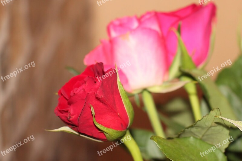 Roses Red Red Rose Bouquet Bouquet Of Roses