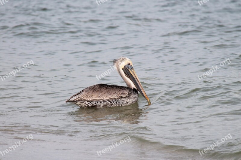 Bird Sea Florida Water Bird Water