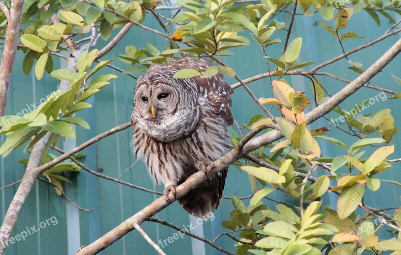 Owl Feather Plumage Forest Forests