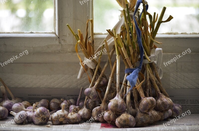 Garlic Comfort Harvest Dacha Free Photos