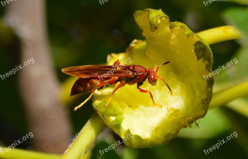 Wasp Macro Nature Garden Fruit