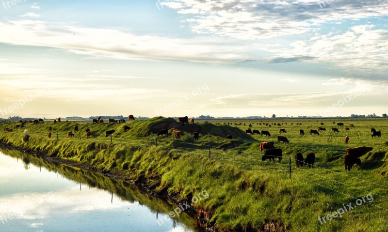 Field Cows Brook Animals Nature