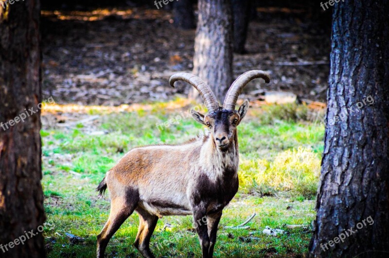 Goat Natural Park Sierra Nevada Free Photos