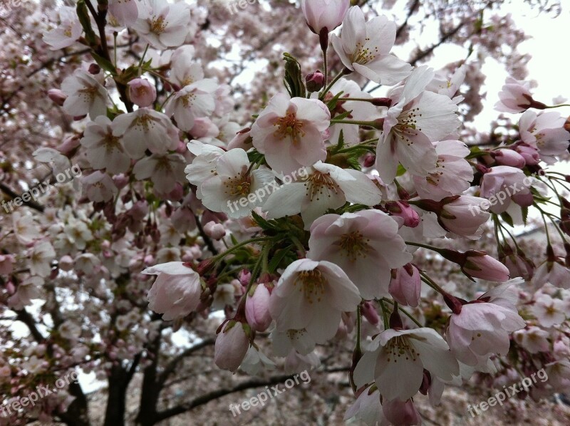 Cherry Flowers Spring Flower Free Photos