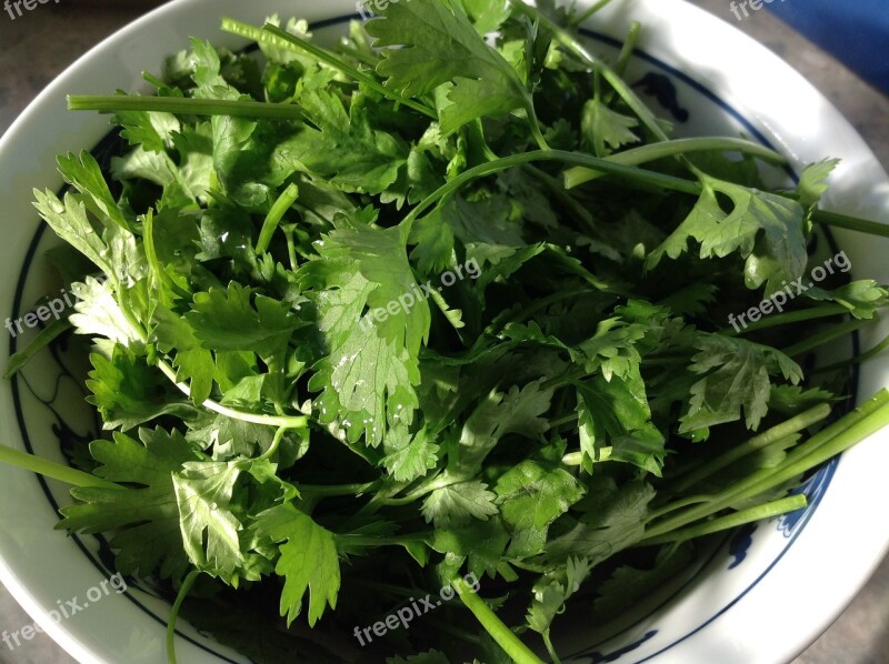 Coriander Vegetable Healthy Free Photos