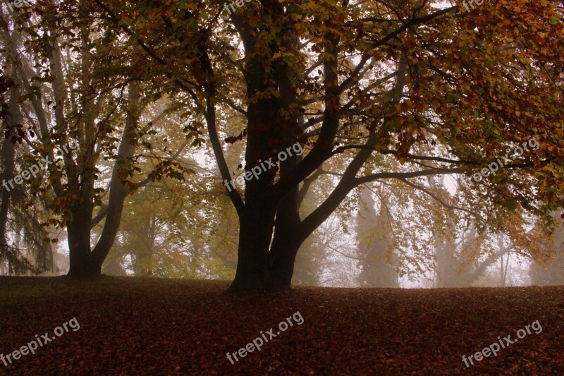 Tree Beech Autumn Leaves Mood