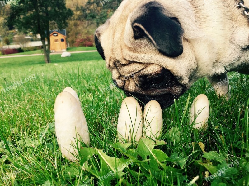 Pug Autumn Mushrooms Dog Nature