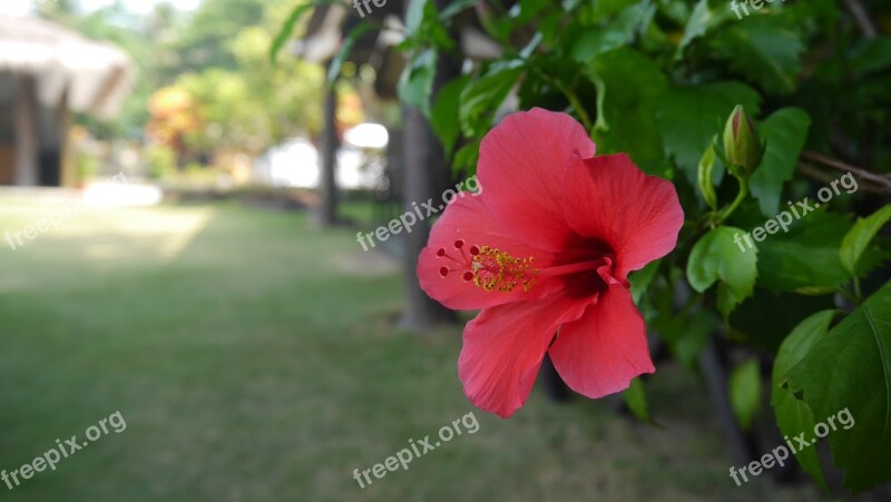 Bintan Sea Island Flower Flowers Tourism