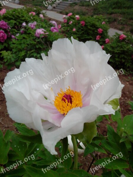 Pure Flowers Flower Peony Free Photos