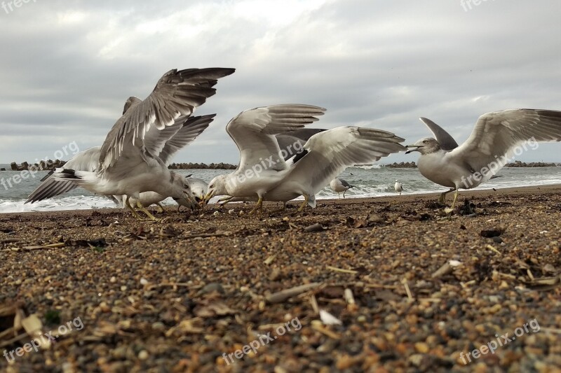 Sea Beach Sea Gull Seagull Birds Of The Sea