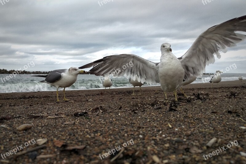 Sky Sea Beach Sea Gull Seagull