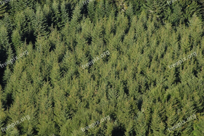 Fir Coniferous Pine Alignment Plantation