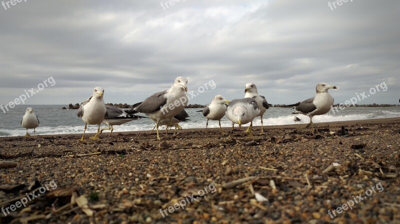 Cloudy Sky Sea Beach Sea Gull Seagull