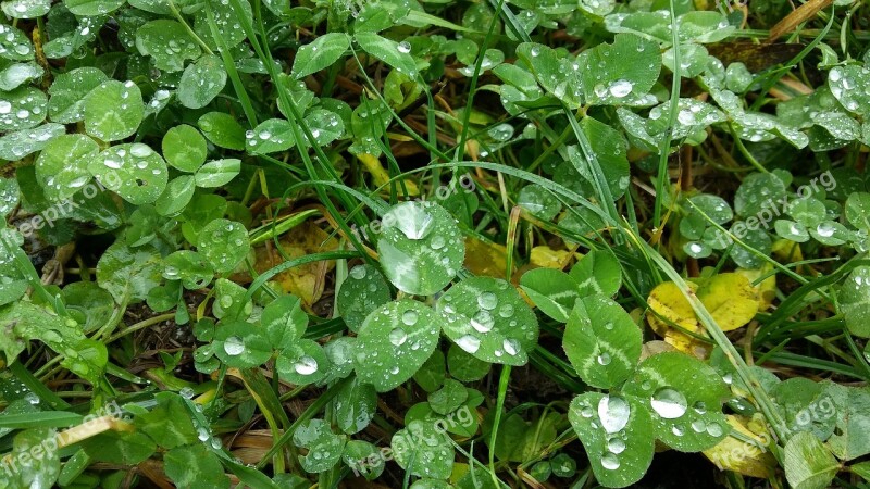 Clover Meadow Rain Drops Plant