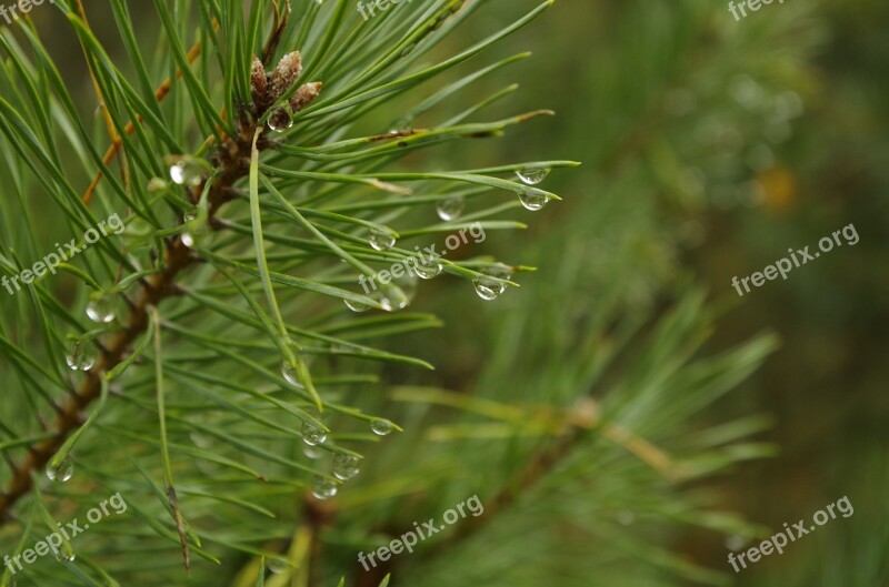 Forest Sprig Needles Rain Drops Closeup