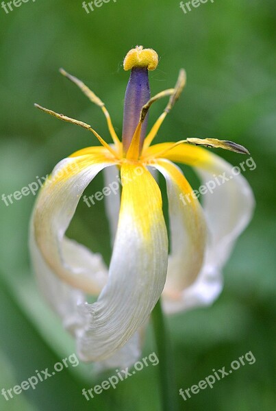 Tulip Faded Withered Transience Tulipa