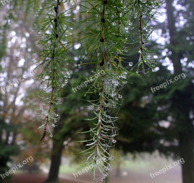 Dew Drip Drop Of Water Tree Close Up