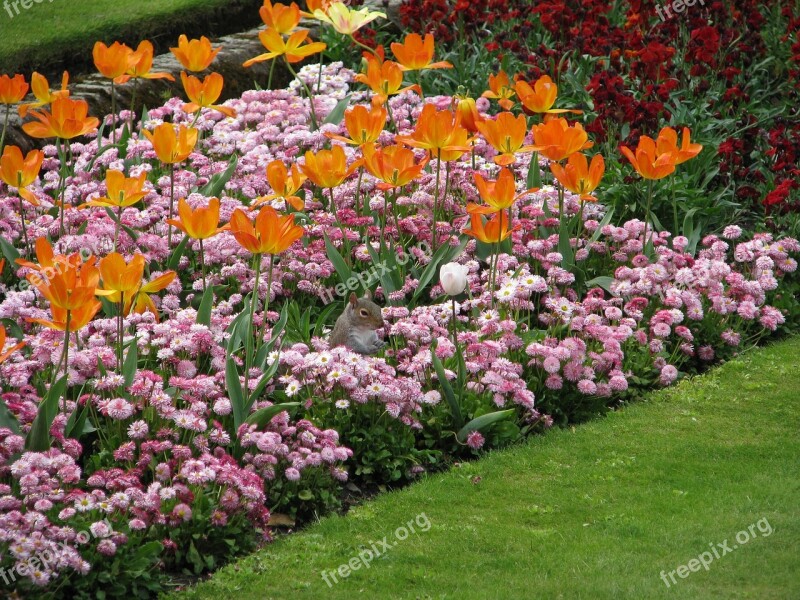 Flower Tulip Flowerbed Free Photos