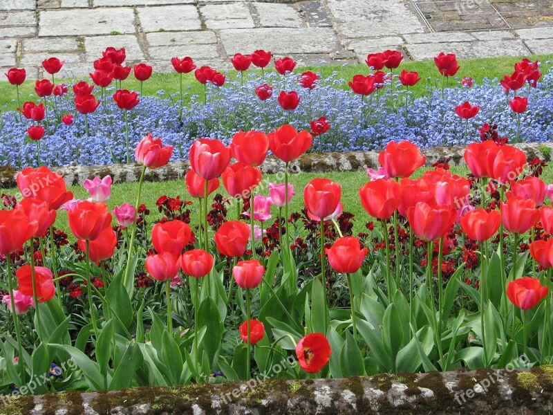 Flower Tulip Flowerbed Free Photos