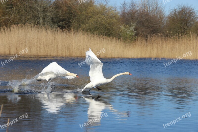 Swan Hunting Lake Pond Bird