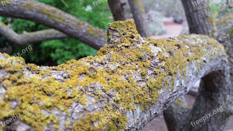 Trunk Fungus Moss Bark Nature