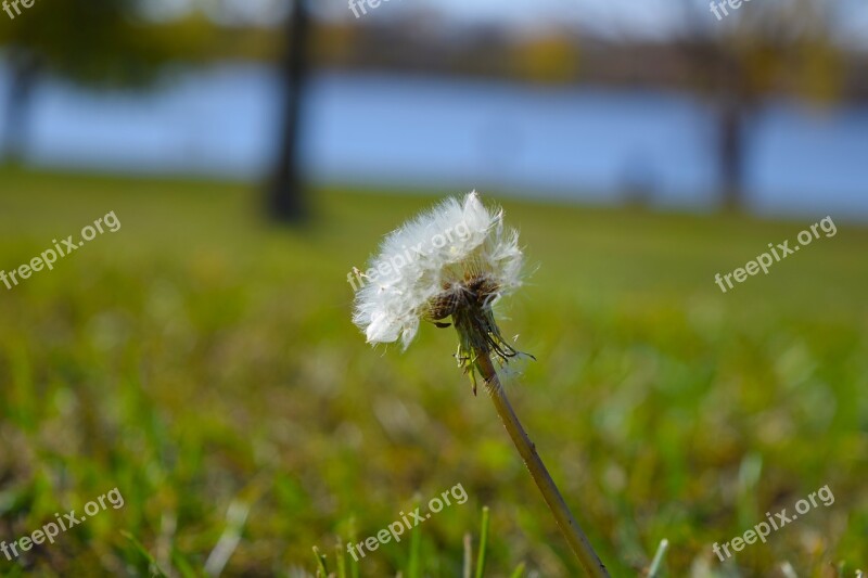 Dandelion Seeds Summer Meadow Spring