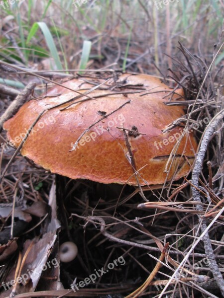 Mushroom Greasers Needles Autumn Free Photos