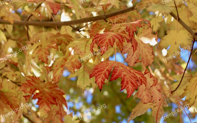 Autumn Leaves Fall Colors Season October Autumn