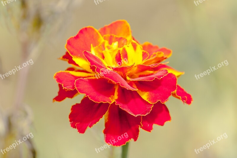 Marigold Red Flower Macro Nature Free Photos