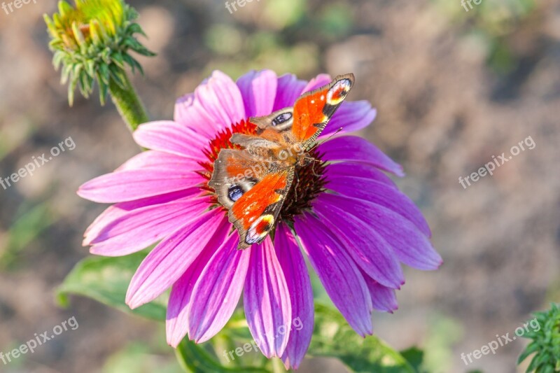 Violet Flower Red Butterfly Nature Insect Wings