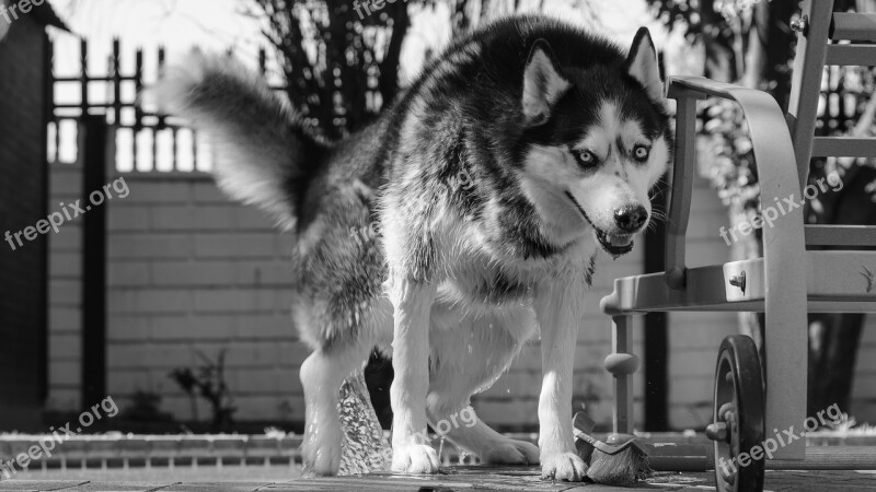 Siberian Husky Husky Dog Free Photos