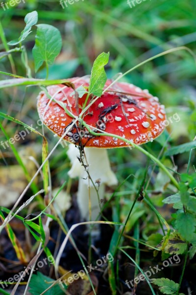 Mushroom Amanita Forest Grass Nature