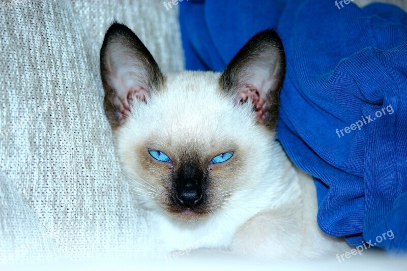 Siamese Cats Blue Eyed Scowl Long-eared Free Photos