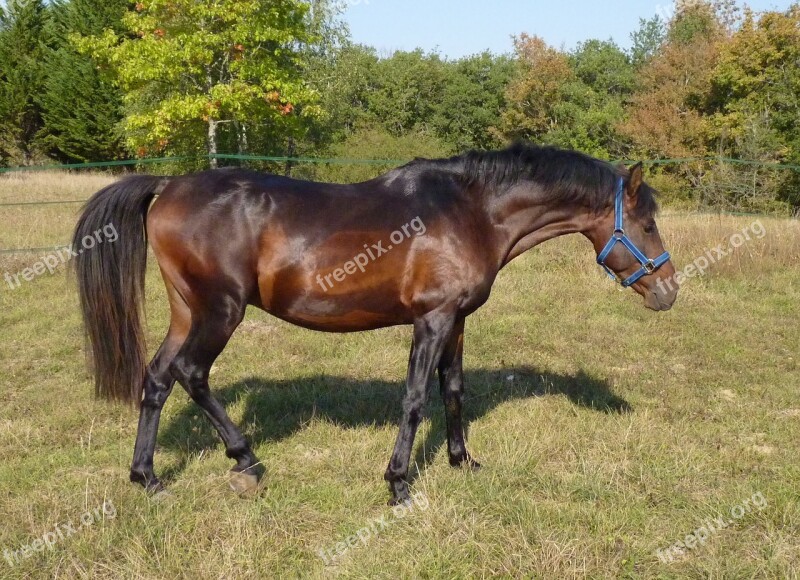 Horse Pure Arab Blood Pre Horse Breeding Standard