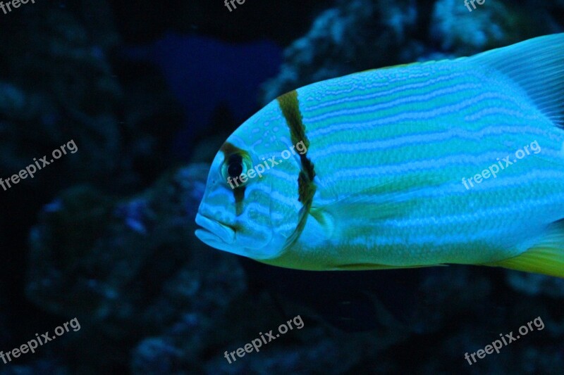 Fish-croaker Virginiana Virginian Pompom Fish Anisotremus Virginicus Aquarium