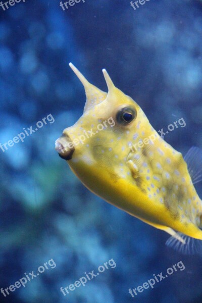 Horned Basket Fish Lactoria Cornuta Yellow Boxfish Fish-cow